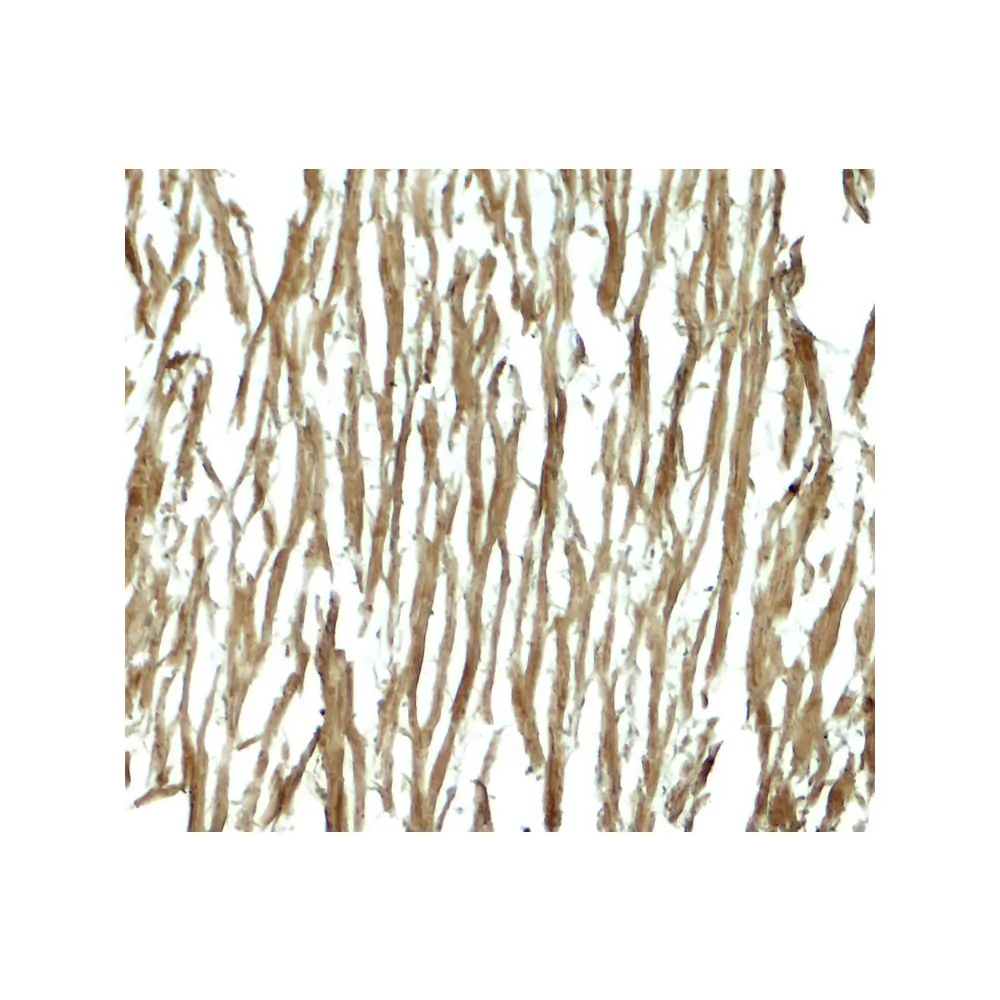 ProSci 8109 DNAJC13 Antibody, ProSci, 0.1 mg/Unit Secondary Image