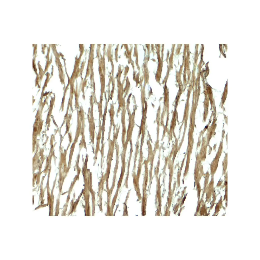 ProSci 8109_S DNAJC13 Antibody, ProSci, 0.02 mg/Unit Secondary Image