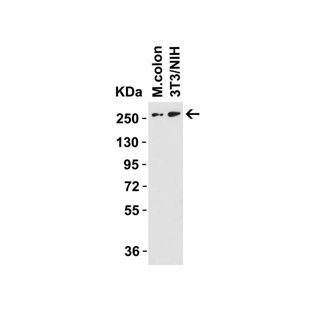 ProSci 8109 DNAJC13 Antibody, ProSci, 0.1 mg/Unit Primary Image