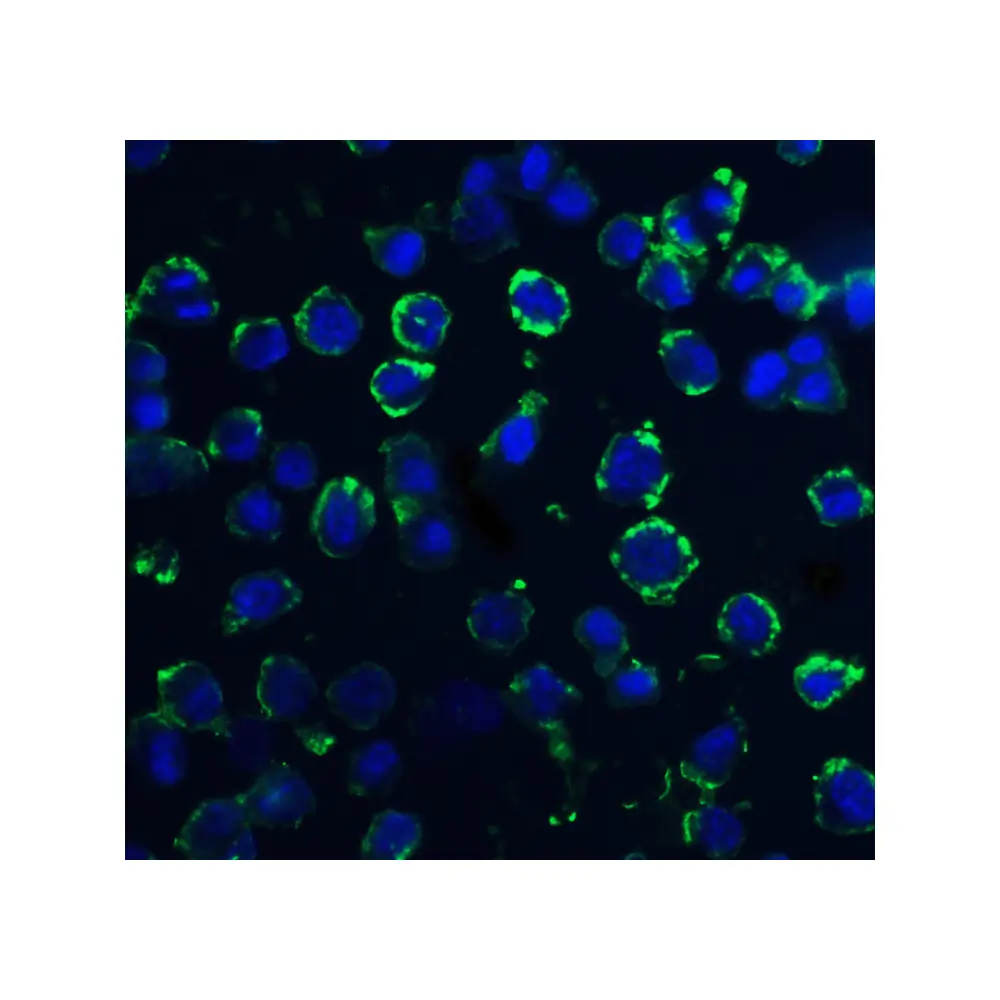 ProSci 4733 DNAL1 Antibody, ProSci, 0.1 mg/Unit Tertiary Image