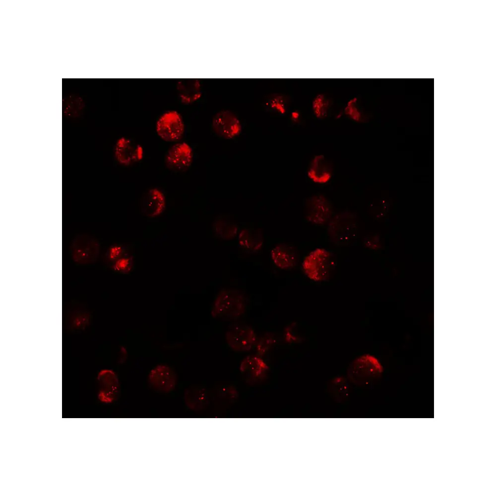 ProSci 7603_S DNM1L Antibody, ProSci, 0.02 mg/Unit Tertiary Image