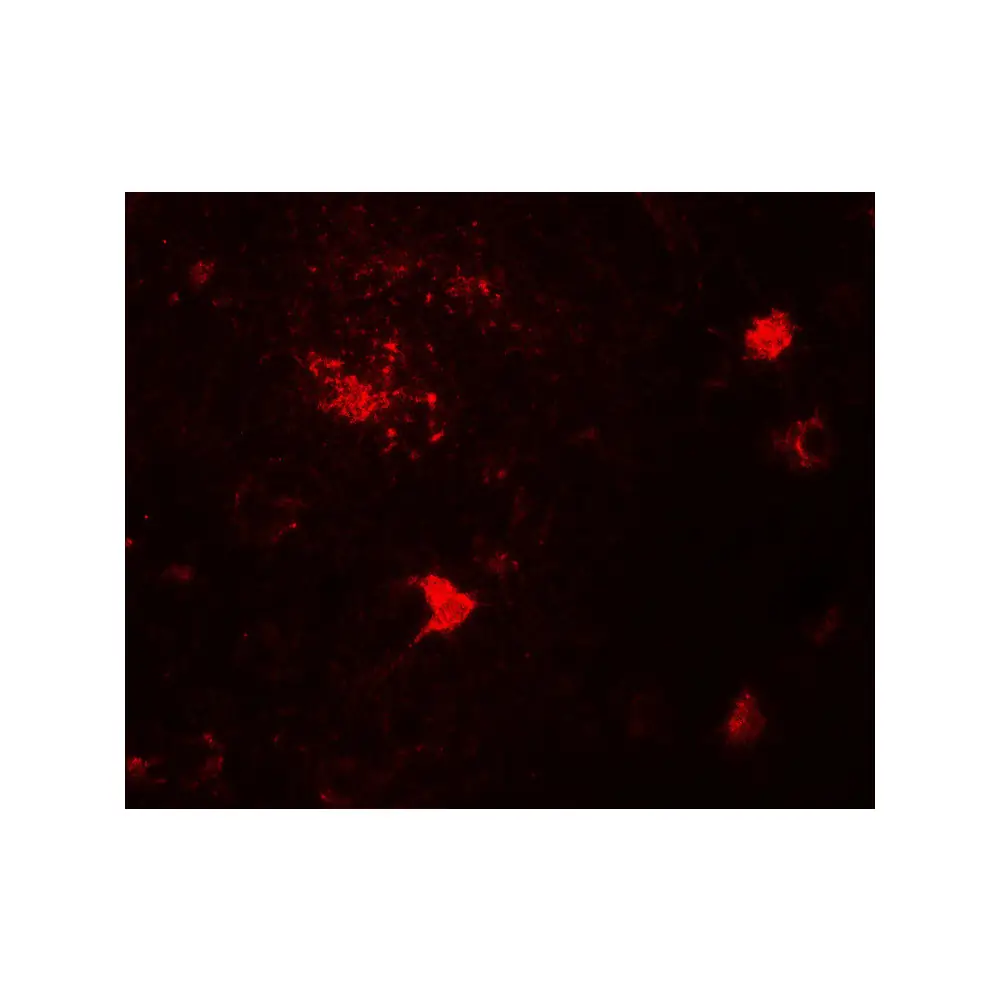 ProSci 7559 DPF3 Antibody, ProSci, 0.1 mg/Unit Tertiary Image