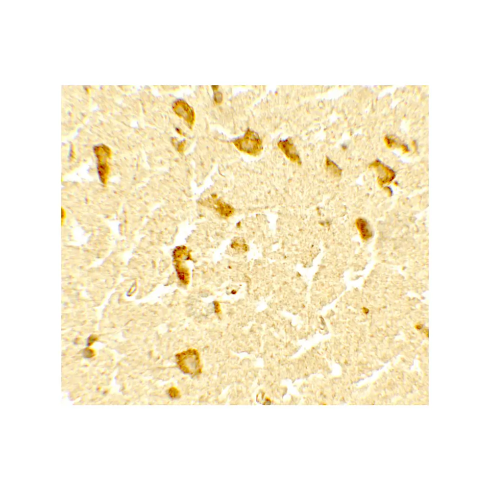 ProSci 7559 DPF3 Antibody, ProSci, 0.1 mg/Unit Secondary Image