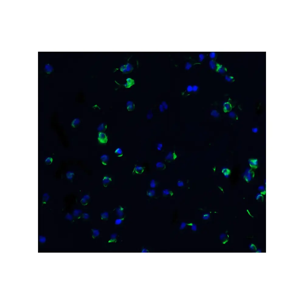 ProSci 1158_S DR3 Antibody, ProSci, 0.02 mg/Unit Quaternary Image