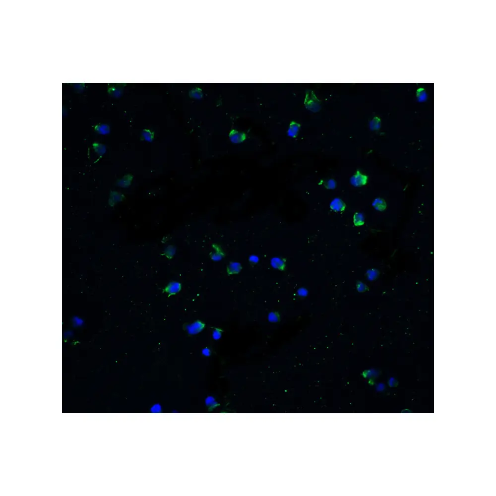 ProSci 1120 DR3 Antibody, ProSci, 0.1 mg/Unit Secondary Image