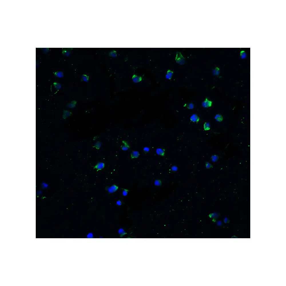 ProSci 1120_S DR3 Antibody, ProSci, 0.02 mg/Unit Secondary Image