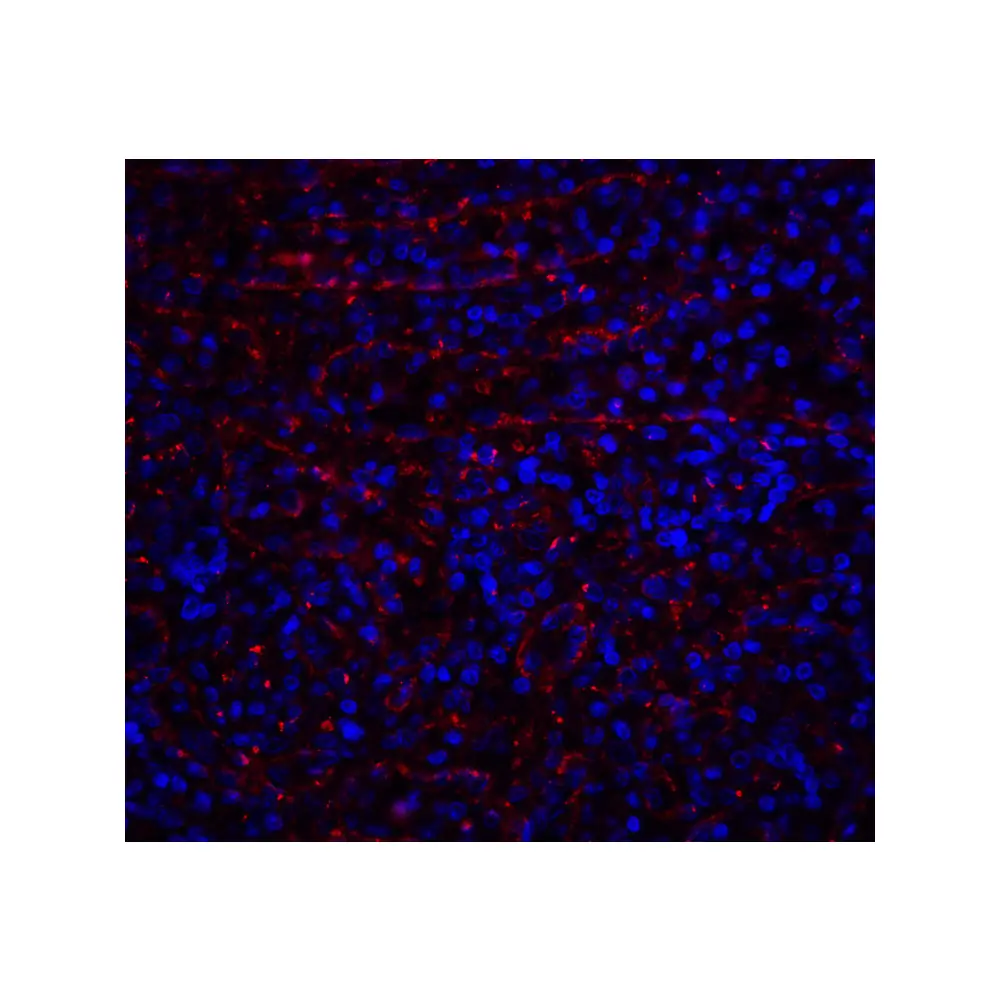 ProSci 1139_S DR4 Antibody, ProSci, 0.02 mg/Unit Quaternary Image