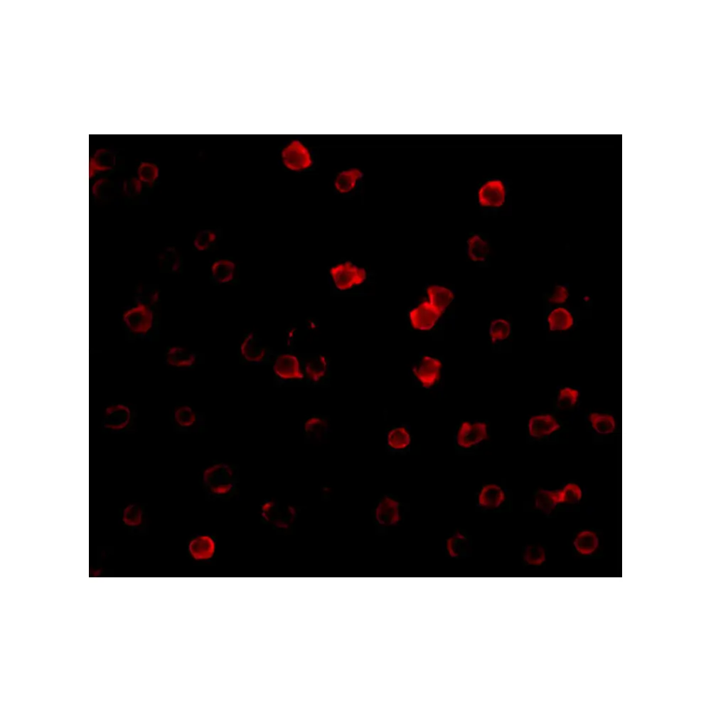 ProSci 1158 DR3 Antibody, ProSci, 0.1 mg/Unit Tertiary Image