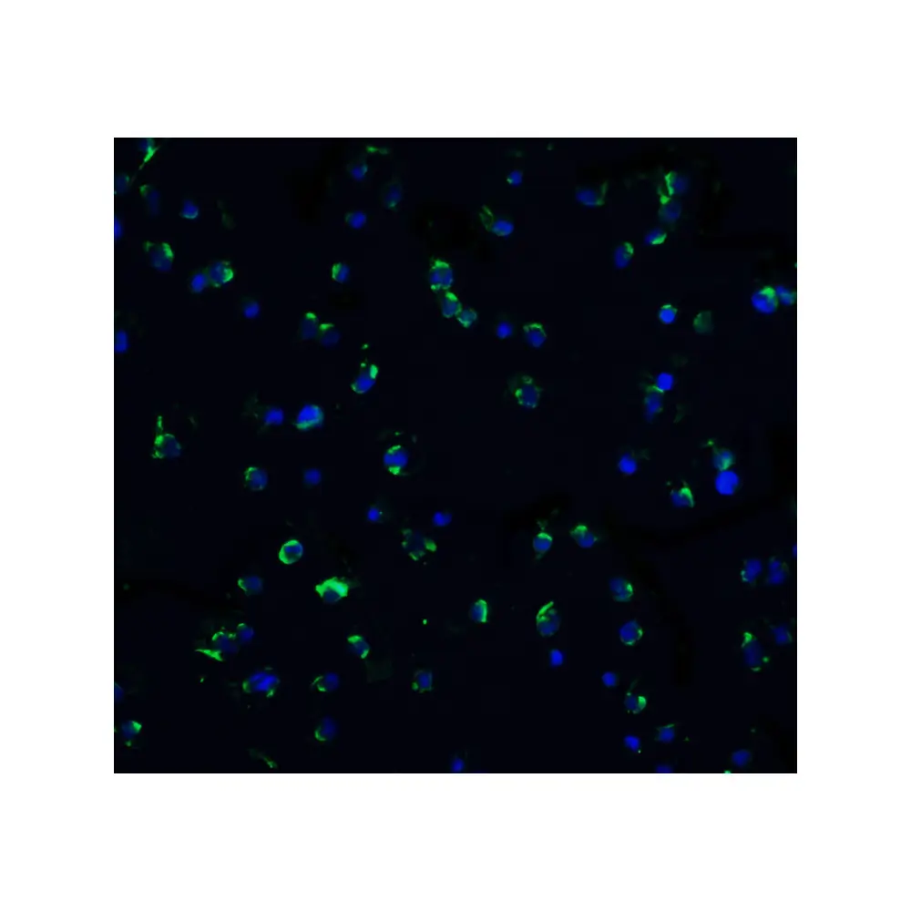 ProSci 1166_S DR3 Antibody, ProSci, 0.02 mg/Unit Secondary Image