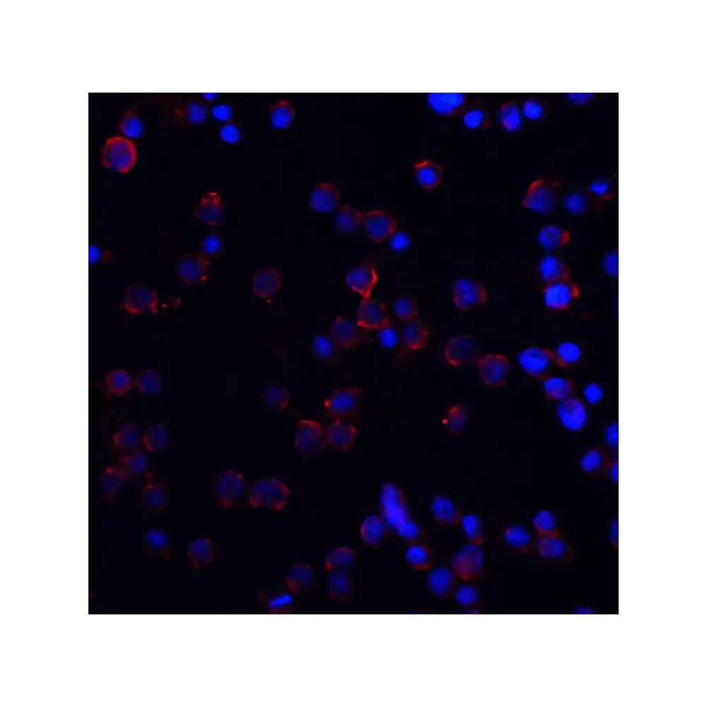 ProSci 1167 DR4 Antibody, ProSci, 0.1 mg/Unit Quaternary Image