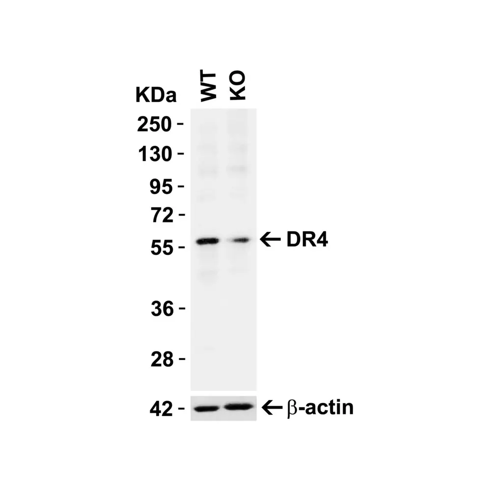 ProSci 1167 DR4 Antibody, ProSci, 0.1 mg/Unit Primary Image