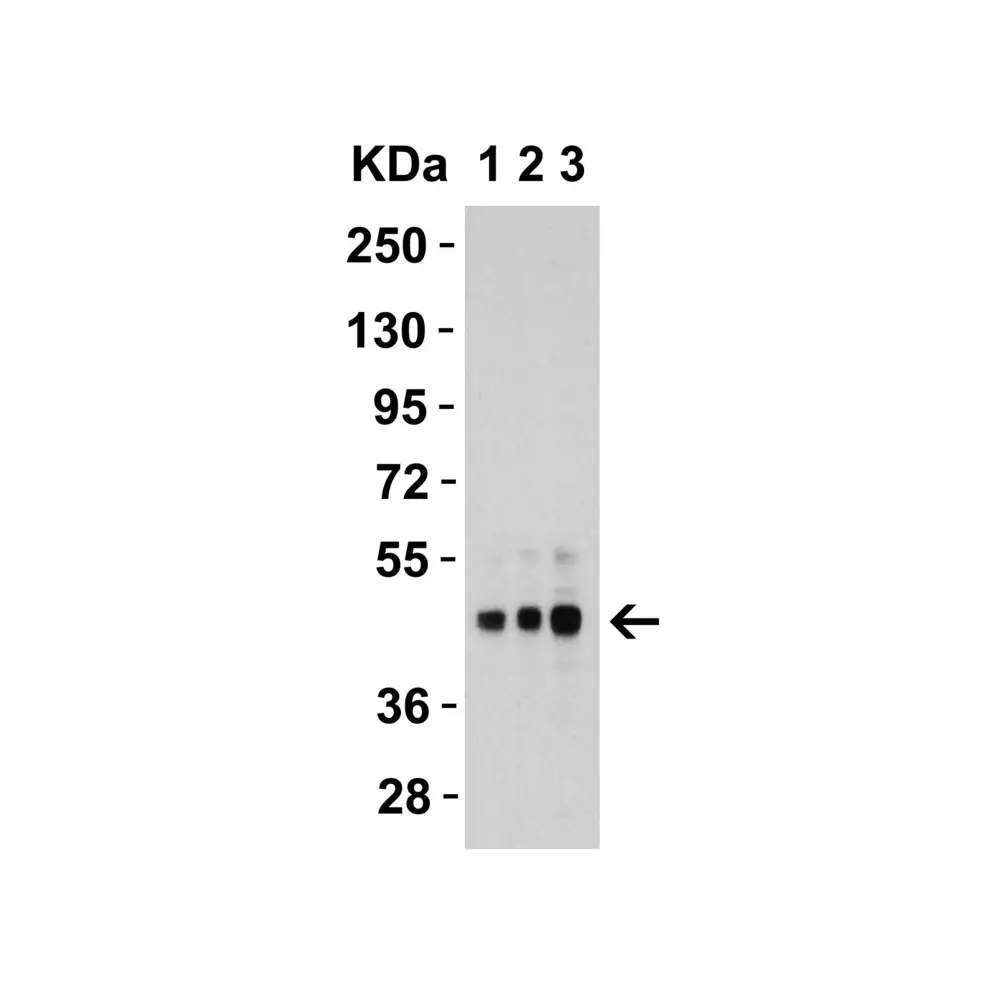 ProSci 2019 DR5 Antibody, ProSci, 0.1 mg/Unit Secondary Image