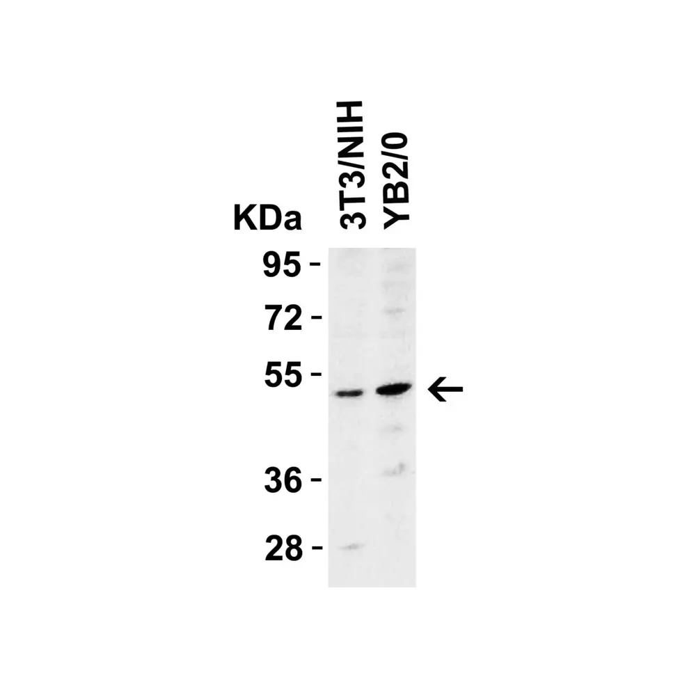 ProSci 2019 DR5 Antibody, ProSci, 0.1 mg/Unit Tertiary Image