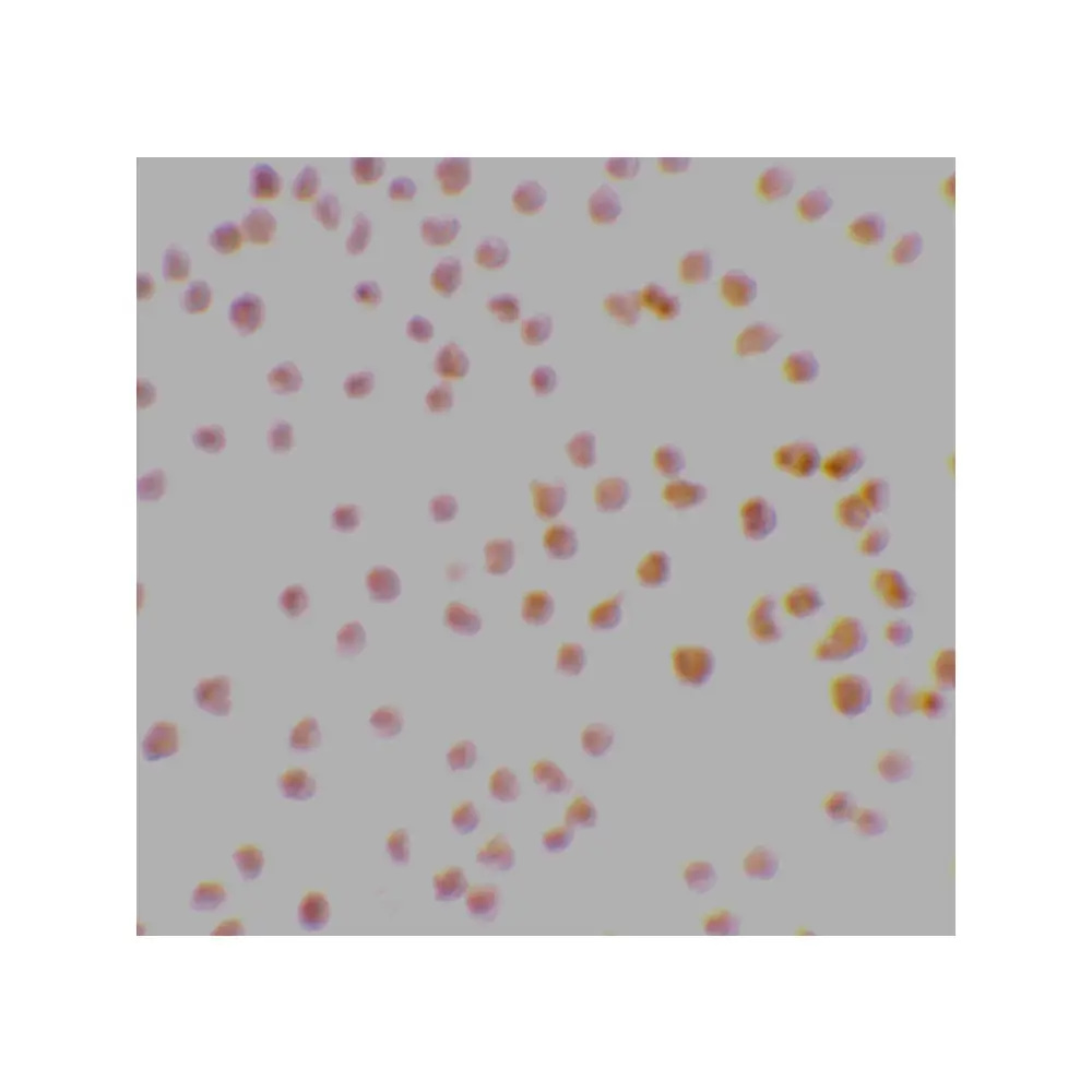 ProSci 2147 DRAK1 Antibody, ProSci, 0.1 mg/Unit Secondary Image