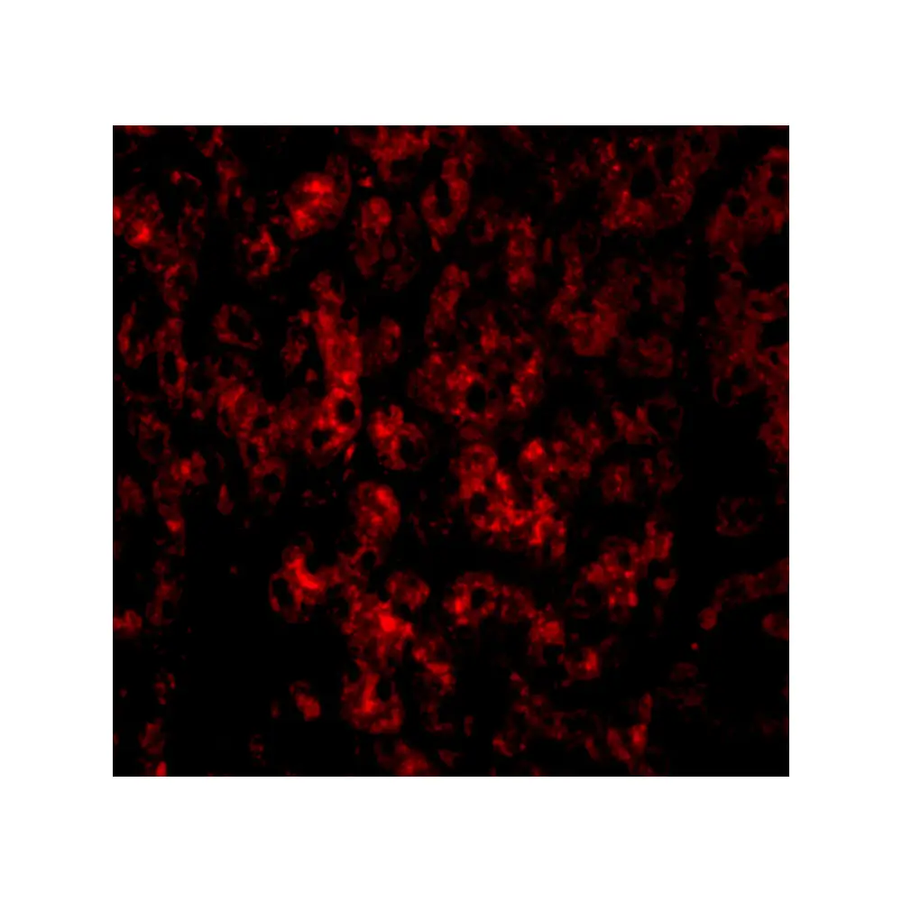 ProSci 4033 DRAM Antibody, ProSci, 0.1 mg/Unit Secondary Image
