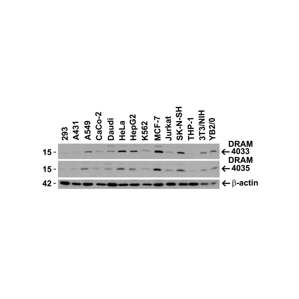 ProSci 4033 DRAM Antibody, ProSci, 0.1 mg/Unit Primary Image