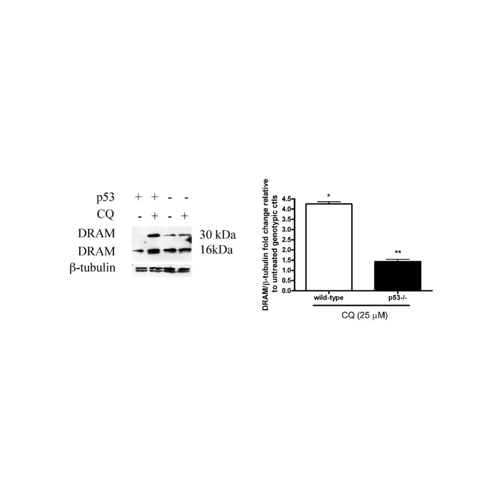 ProSci 4033_S DRAM Antibody, ProSci, 0.02 mg/Unit Quaternary Image