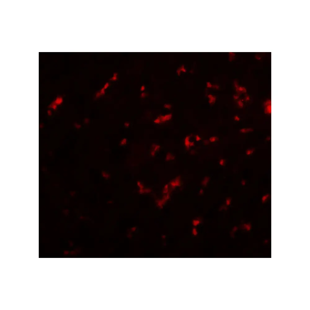 ProSci 6517 DRGX Antibody, ProSci, 0.1 mg/Unit Secondary Image