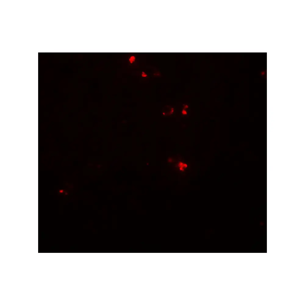 ProSci 8057_S DTX4 Antibody, ProSci, 0.02 mg/Unit Tertiary Image