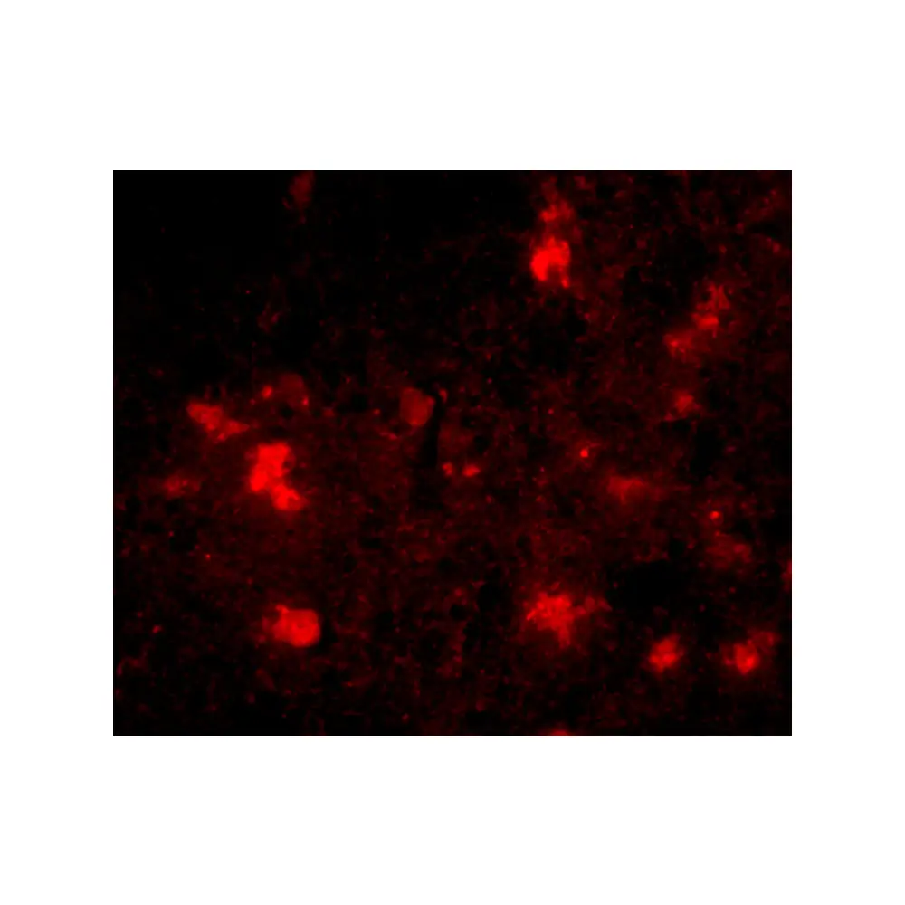 ProSci 4859_S Dact2 Antibody, ProSci, 0.02 mg/Unit Tertiary Image
