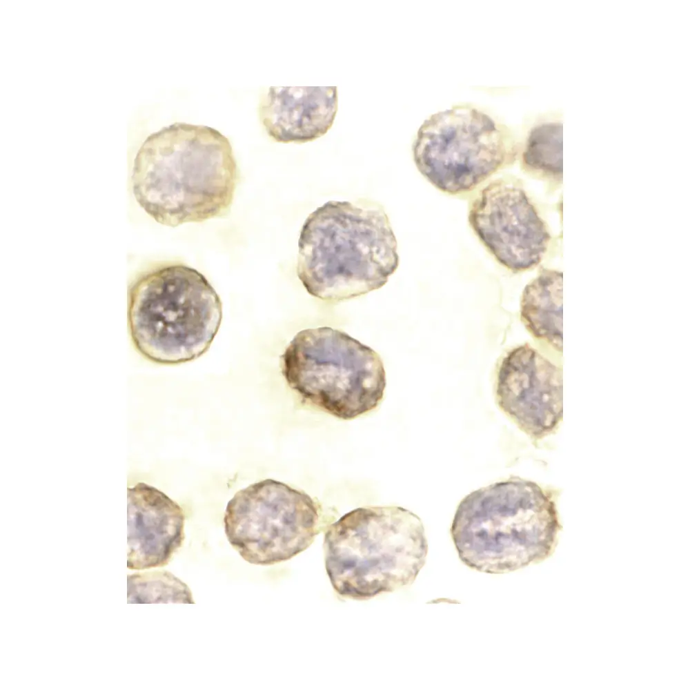 ProSci 1163_S Daxx Antibody, ProSci, 0.02 mg/Unit Secondary Image