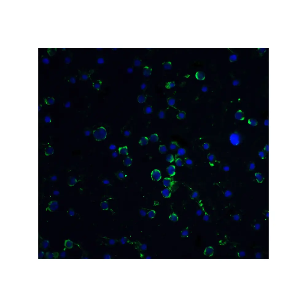 ProSci 1163_S Daxx Antibody, ProSci, 0.02 mg/Unit Tertiary Image