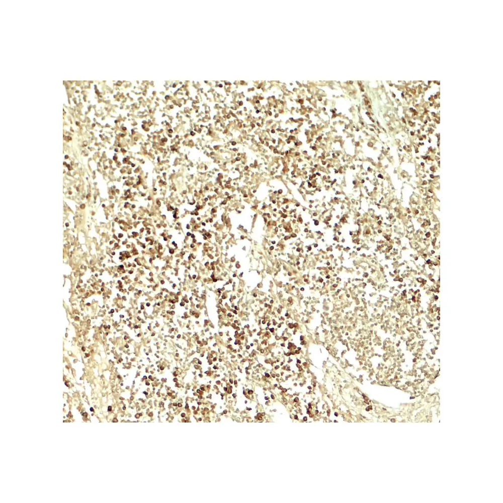 ProSci 7929 E2F3 Antibody, ProSci, 0.1 mg/Unit Secondary Image
