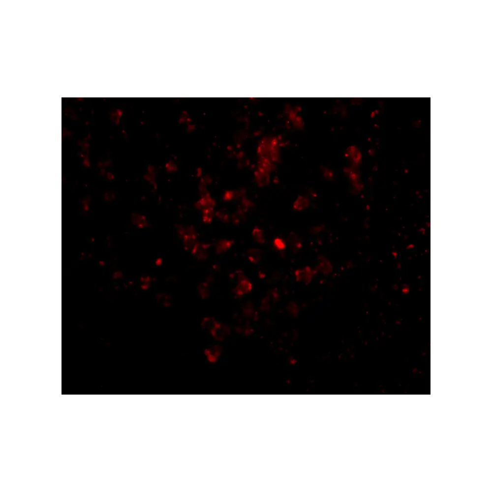 ProSci 4967_S EBI3 Antibody, ProSci, 0.02 mg/Unit Tertiary Image