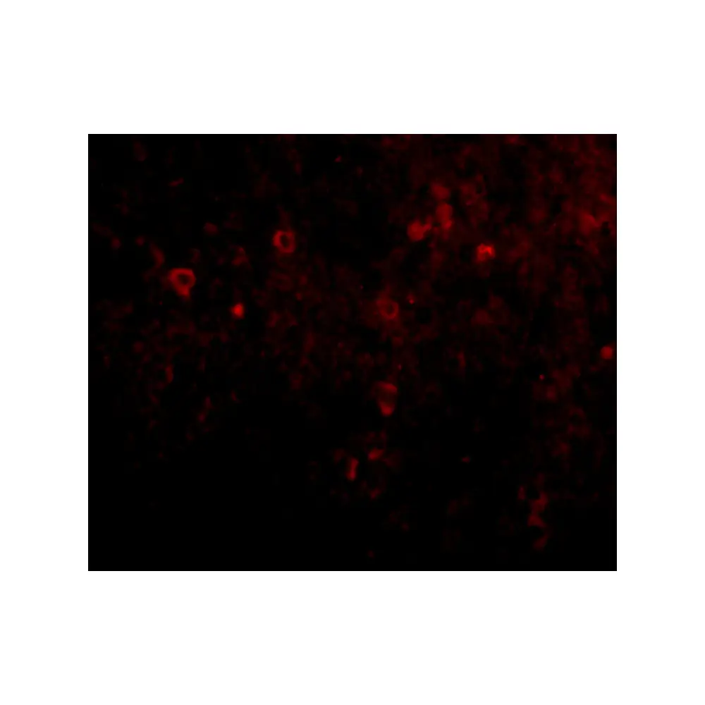 ProSci 4977_S EBI3 Antibody, ProSci, 0.02 mg/Unit Quaternary Image
