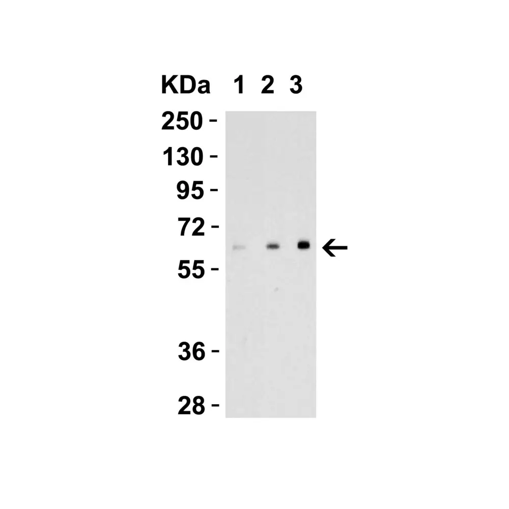 ProSci 4967 EBI3 Antibody, ProSci, 0.1 mg/Unit Primary Image