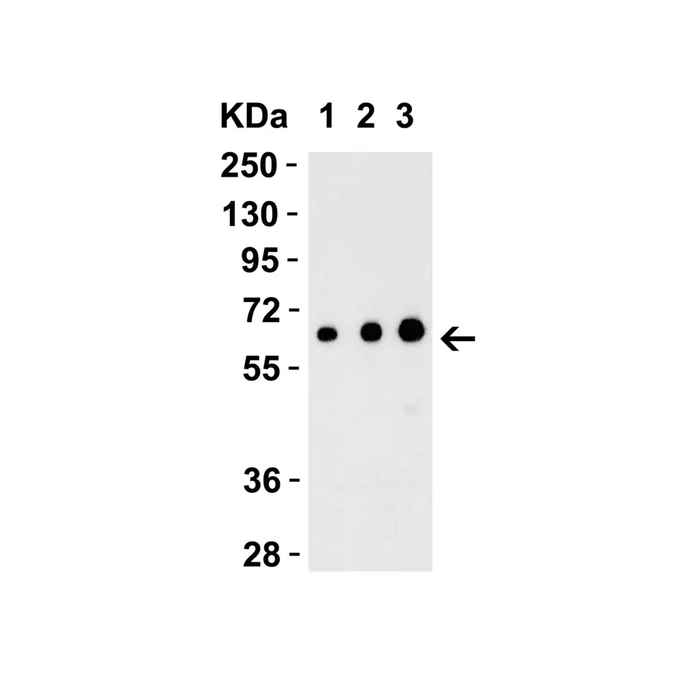 ProSci 4977_S EBI3 Antibody, ProSci, 0.02 mg/Unit Secondary Image