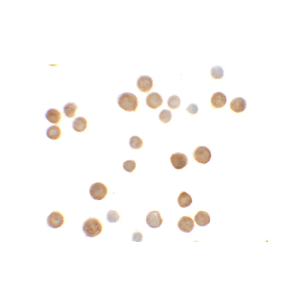 ProSci 6535 ECRG4 Antibody, ProSci, 0.1 mg/Unit Secondary Image