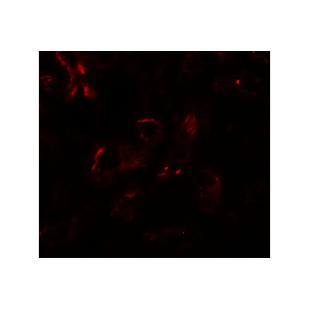 ProSci 8045 EDA1 Antibody, ProSci, 0.1 mg/Unit Tertiary Image
