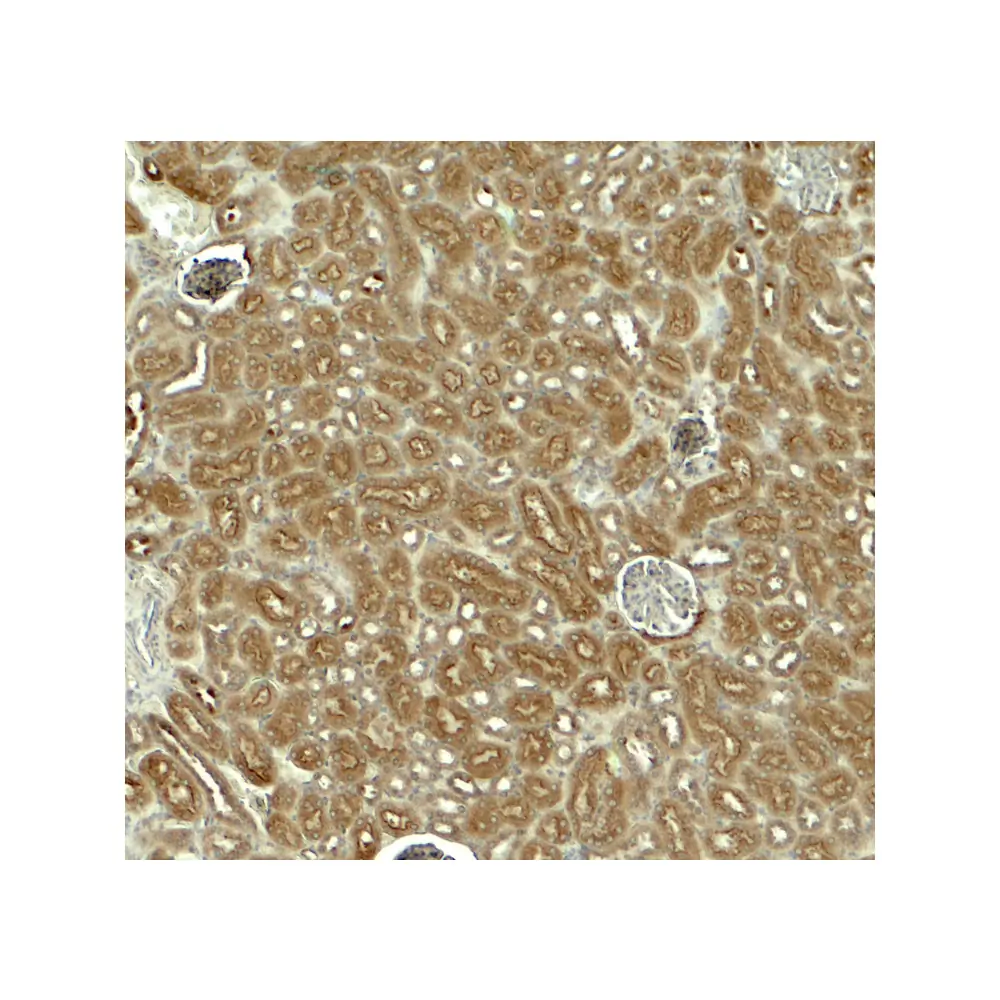ProSci 8045 EDA1 Antibody, ProSci, 0.1 mg/Unit Secondary Image
