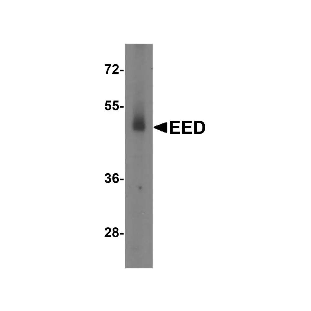 ProSci 7009_S EED Antibody, ProSci, 0.02 mg/Unit Tertiary Image