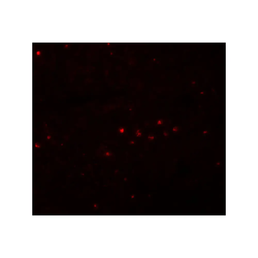 ProSci 5655_S EFHD1 Antibody, ProSci, 0.02 mg/Unit Secondary Image