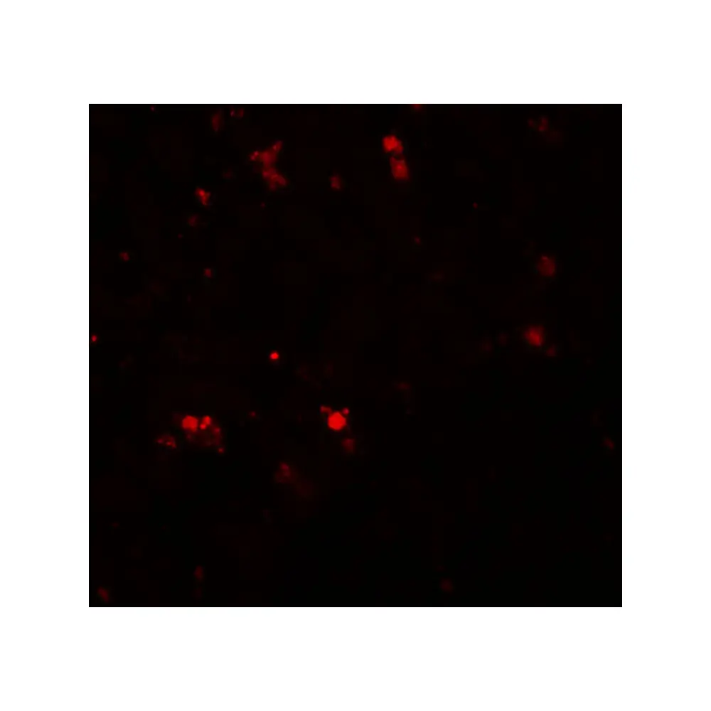 ProSci 5641 ELOVL7 Antibody, ProSci, 0.1 mg/Unit Tertiary Image