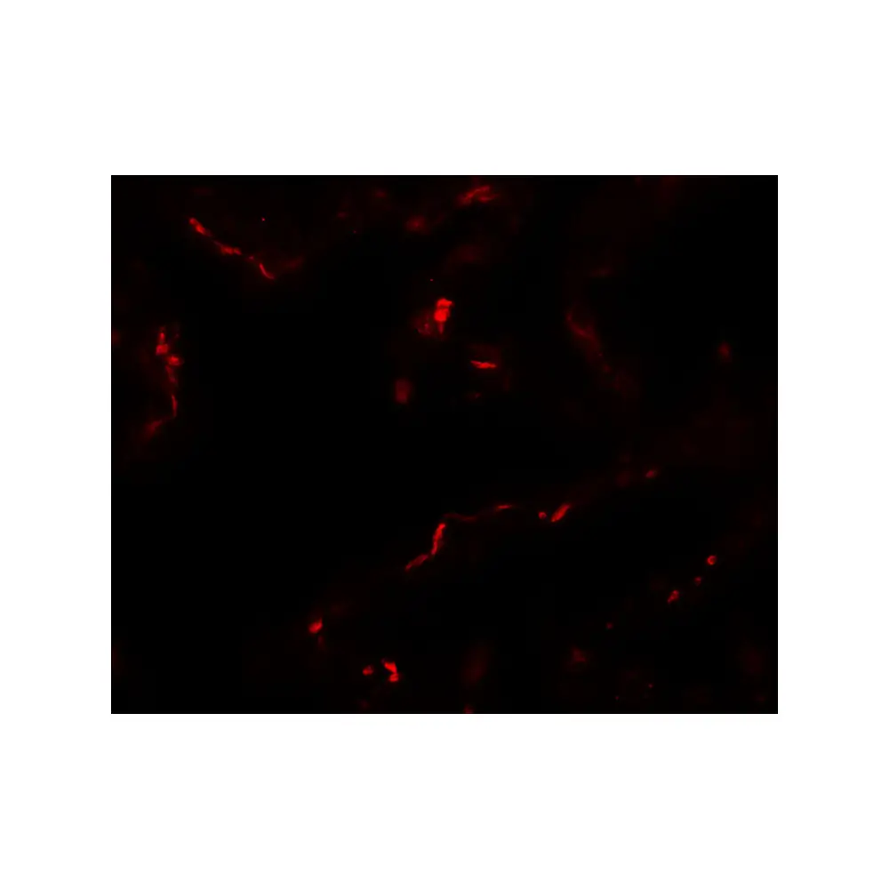 ProSci 6627 EMX2 Antibody, ProSci, 0.1 mg/Unit Tertiary Image
