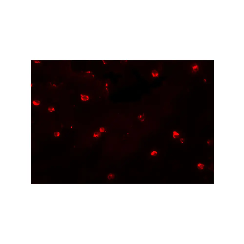 ProSci 5695 ENC-2 Antibody, ProSci, 0.1 mg/Unit Tertiary Image