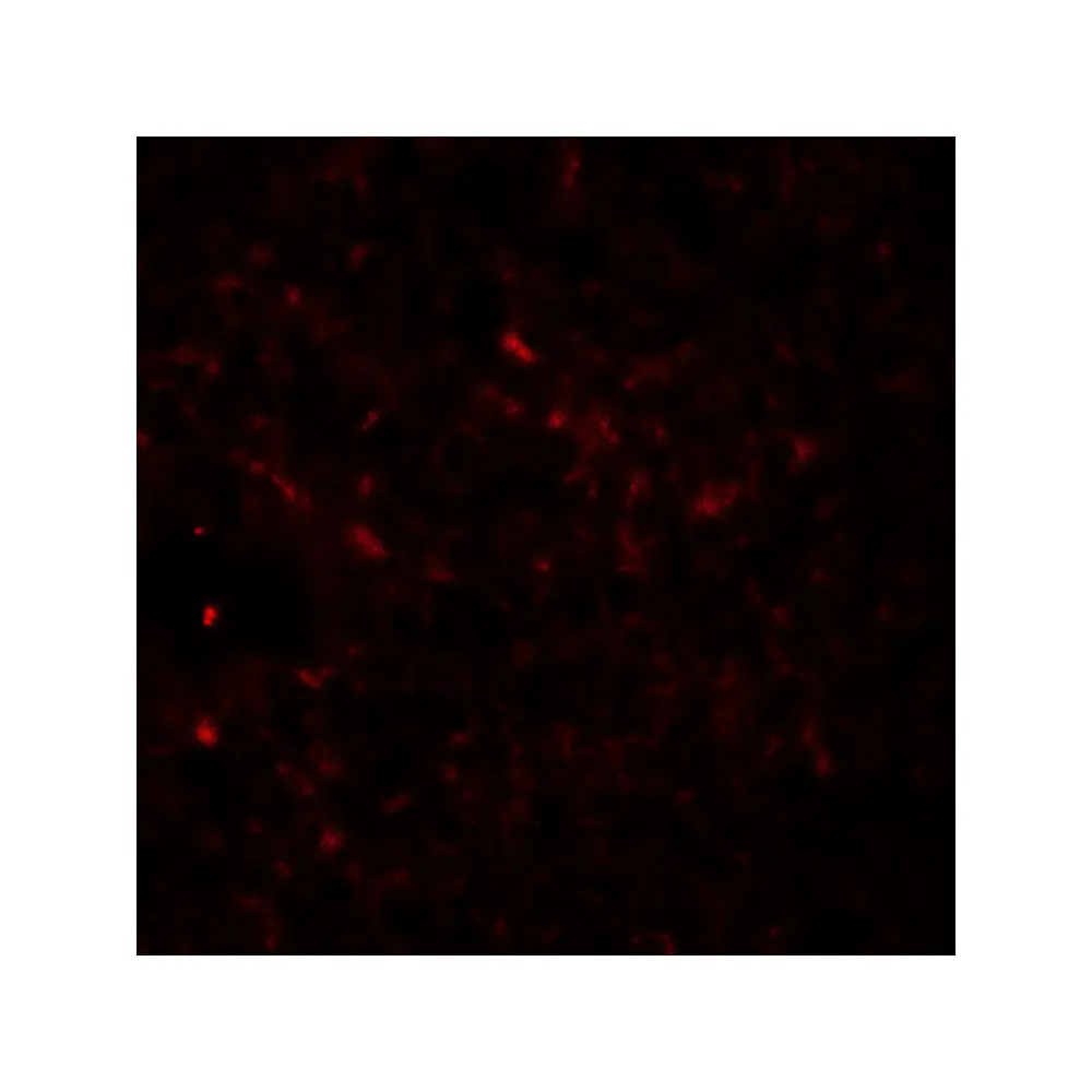 ProSci 6633_S EPAC2 Antibody, ProSci, 0.02 mg/Unit Tertiary Image