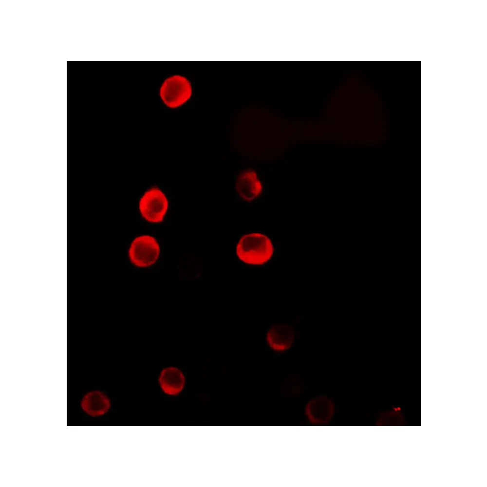 ProSci 7289_S ERRF Antibody, ProSci, 0.02 mg/Unit Tertiary Image