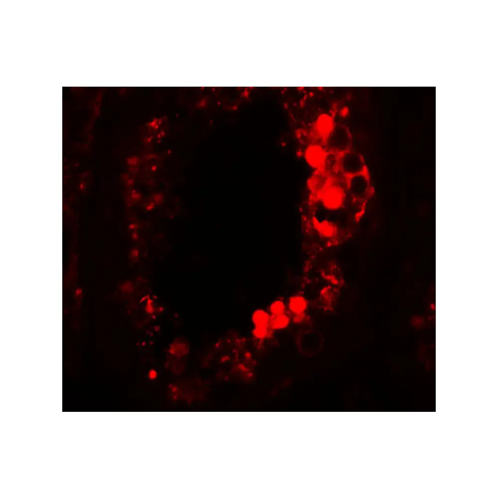 ProSci 5597_S ESX1 Antibody, ProSci, 0.02 mg/Unit Tertiary Image