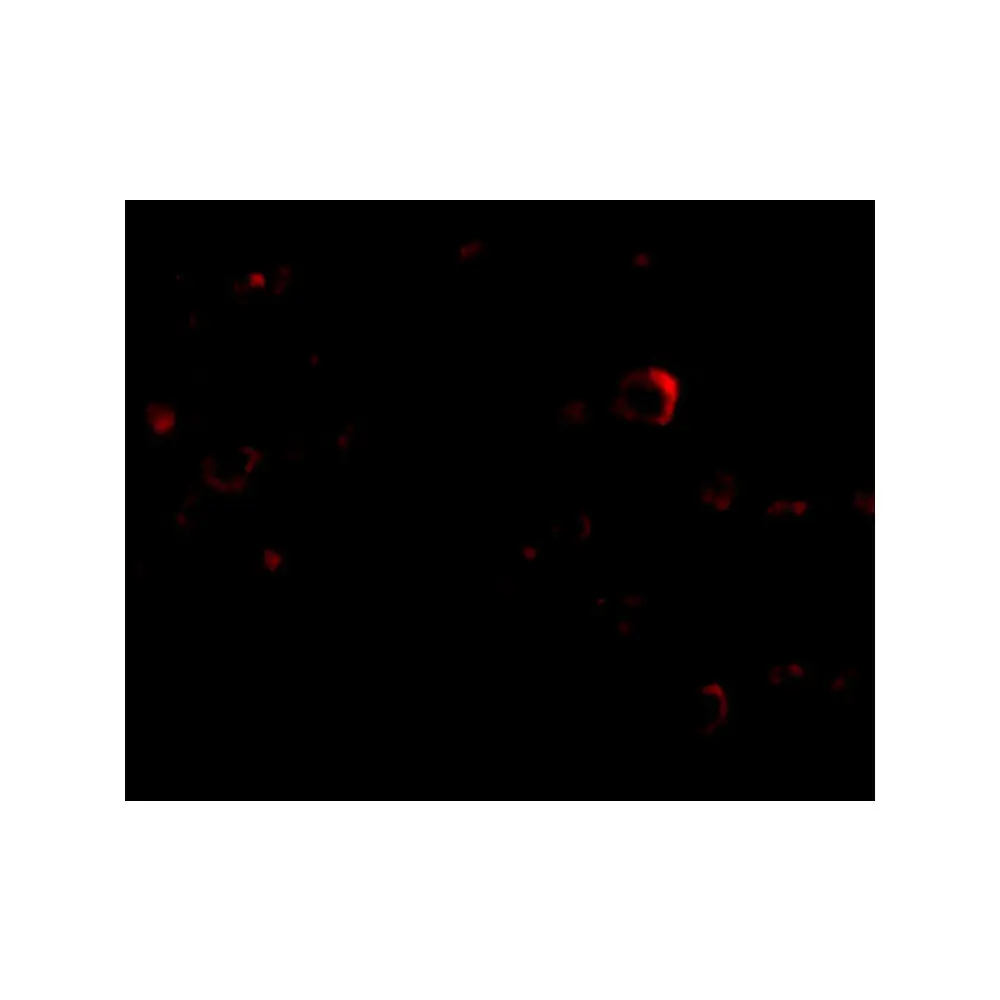 ProSci 4605_S EVER2 Antibody, ProSci, 0.02 mg/Unit Tertiary Image