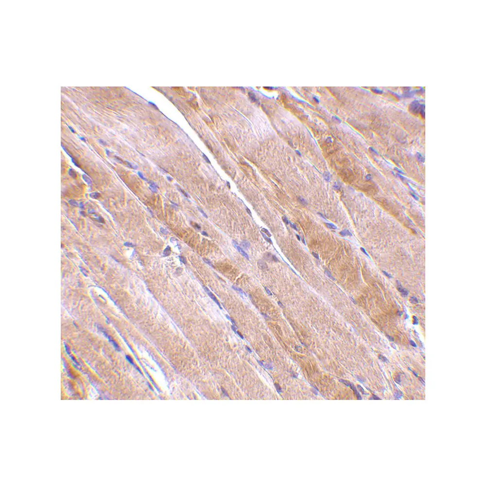 ProSci 4031 Emerin Antibody, ProSci, 0.1 mg/Unit Secondary Image