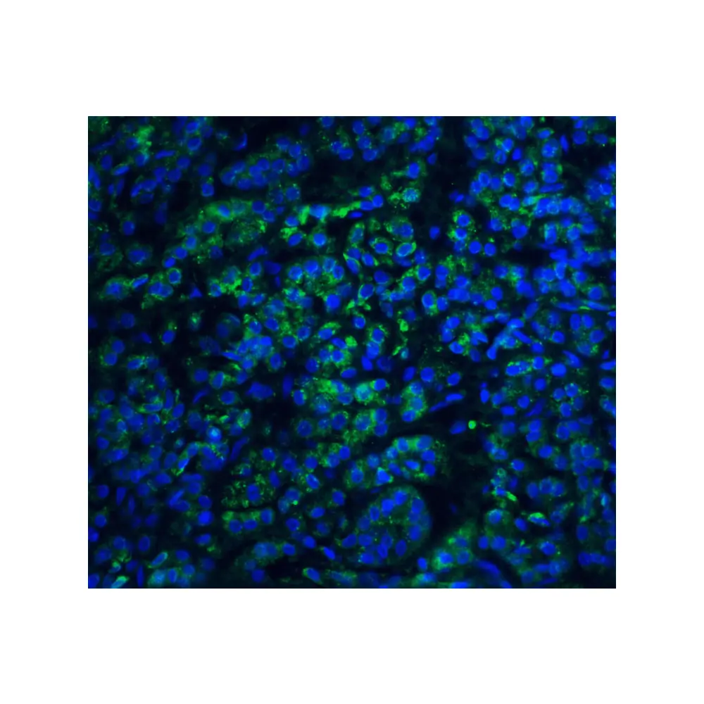 ProSci 3035 EndoG Antibody, ProSci, 0.1 mg/Unit Quaternary Image