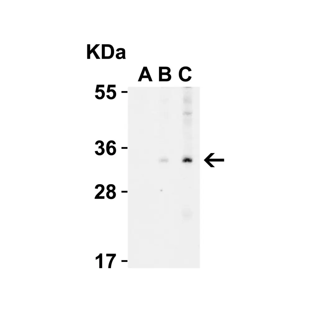 ProSci 3035 EndoG Antibody, ProSci, 0.1 mg/Unit Secondary Image