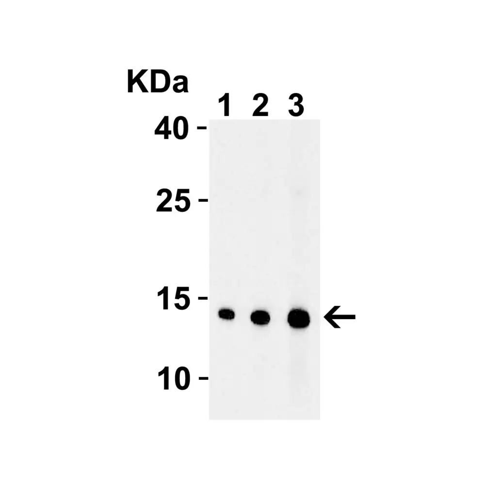 ProSci 3035 EndoG Antibody, ProSci, 0.1 mg/Unit Tertiary Image