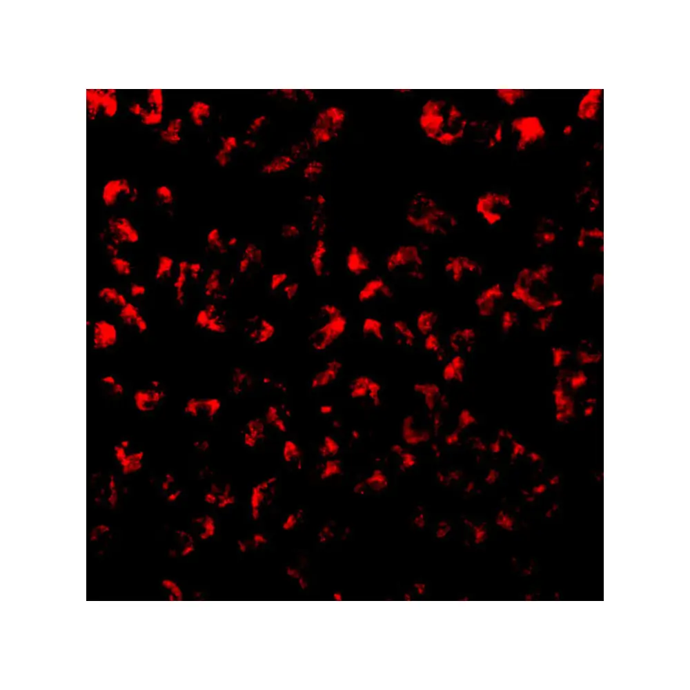 ProSci 1123_S Eotaxin Antibody, ProSci, 0.02 mg/Unit Tertiary Image