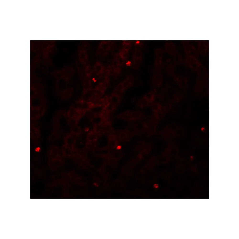ProSci 5479_S FAM59A Antibody, ProSci, 0.02 mg/Unit Tertiary Image