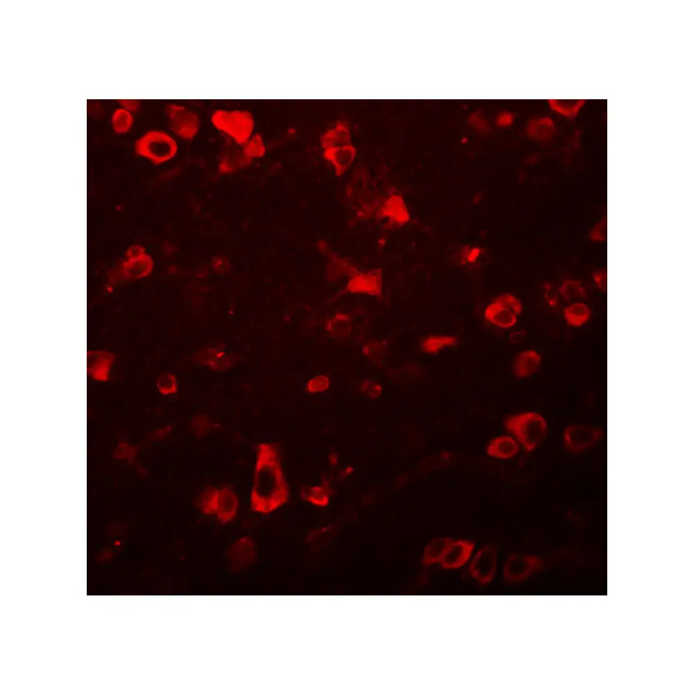 ProSci 5481_S FAM59B Antibody, ProSci, 0.02 mg/Unit Tertiary Image